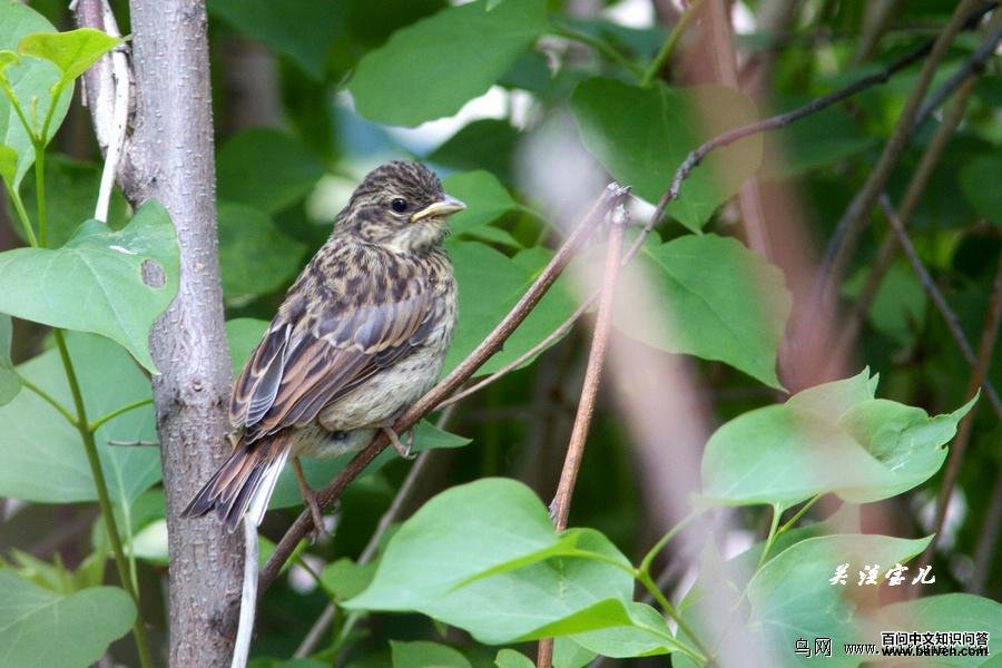 ����ü���c��Ϊ��ͼ����ĺ���