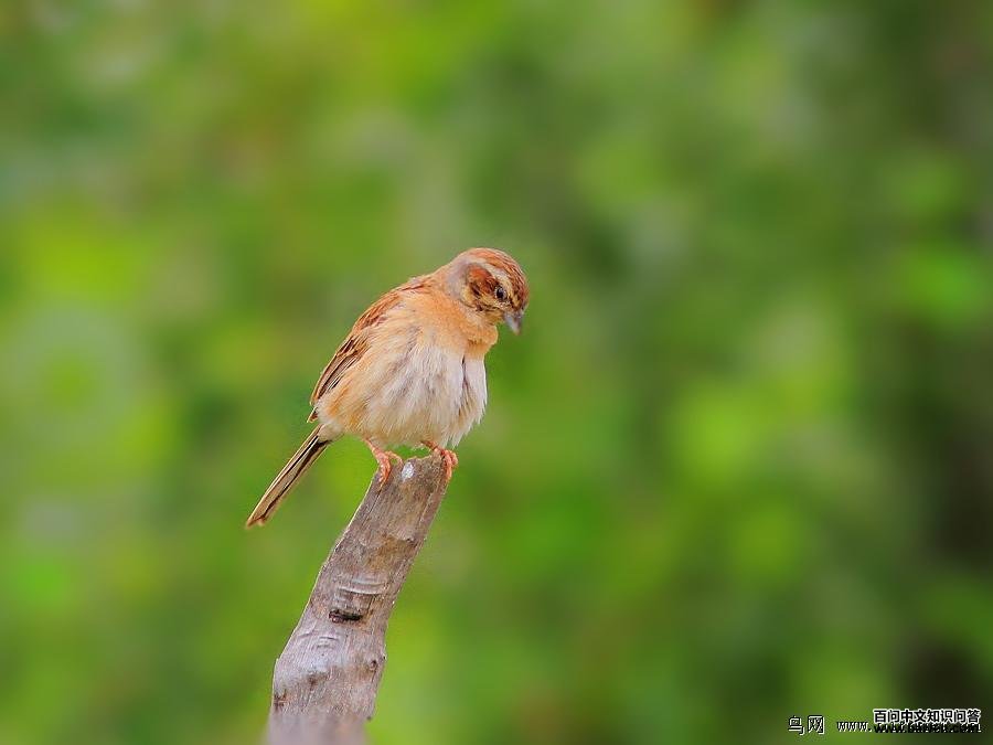 ����ü���c������