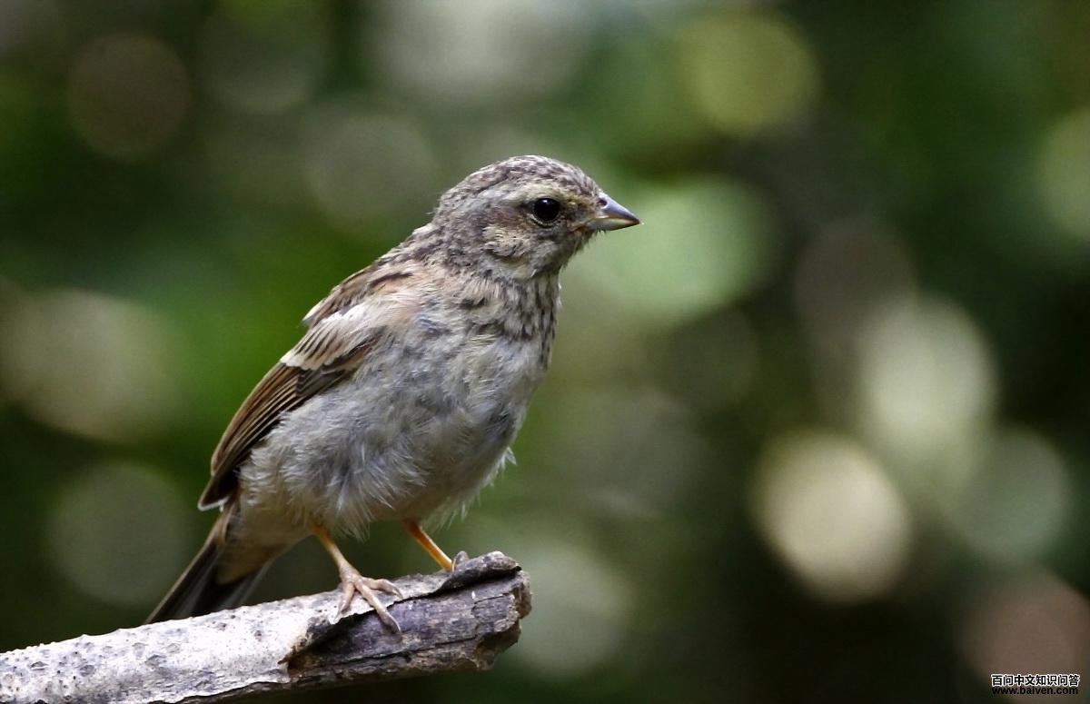 ����ü���c���ǳ���