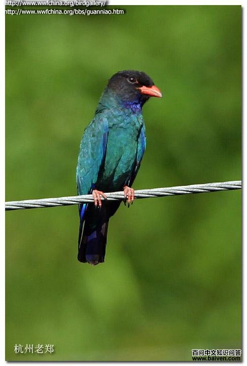 �������ͼƬ