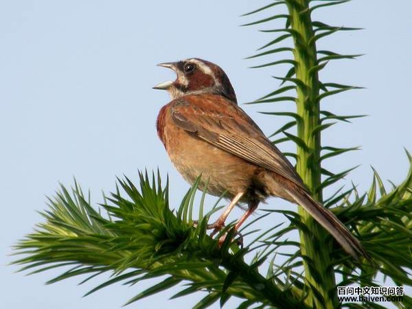 ����ü���c