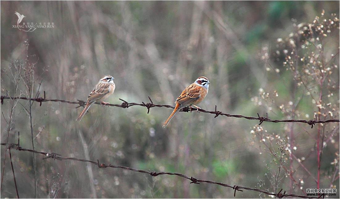 ����ü���c