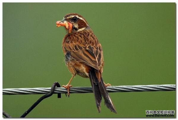 ����ü���c