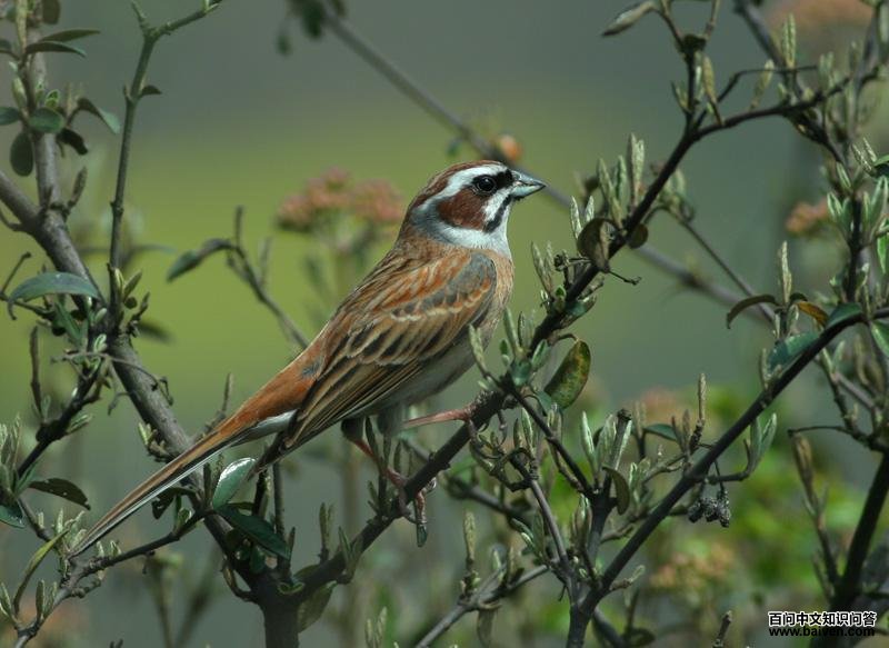 ����ü���c