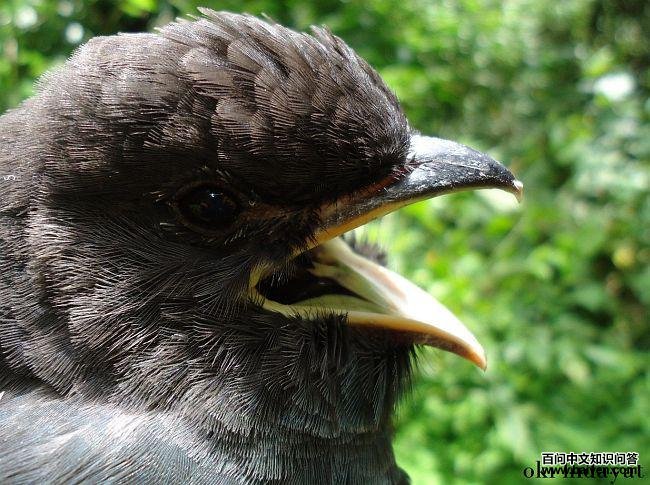 �����񣺳���