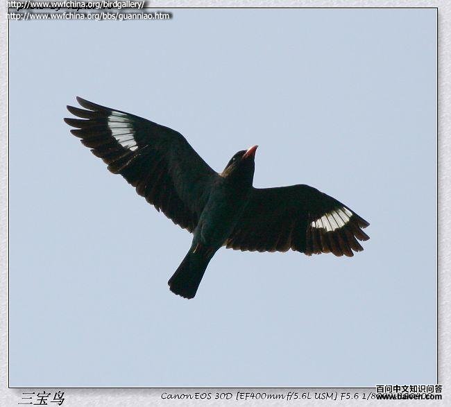 �����񣺷���ͼ