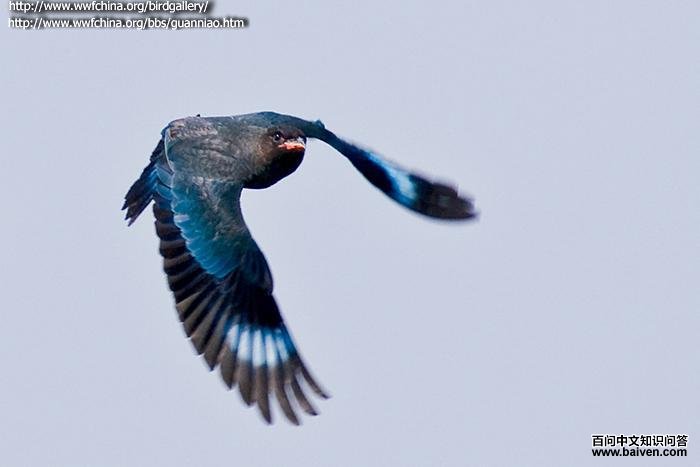 �����񣺷���ͼ