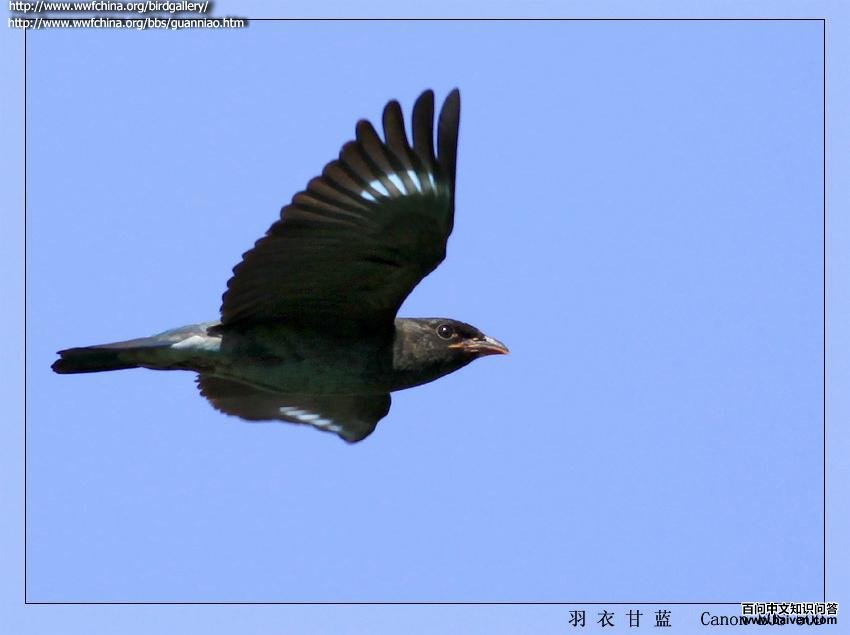 ���������ͼ