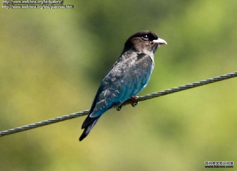 �������ǳ������ɫ