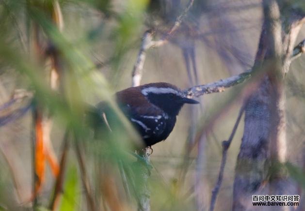 �������ӵ�ͼƬ