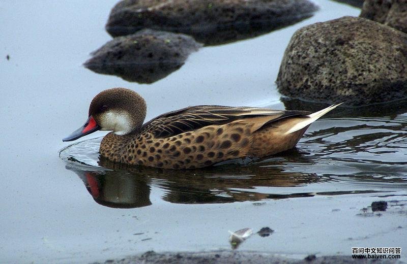 ������βѼ��ͼƬ