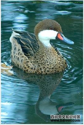 ������βѼ