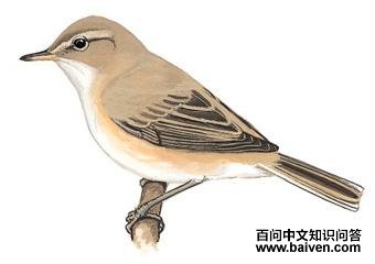 ������ݺ