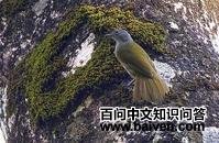 塞氏绿鹎 塞氏绿鹎的图片