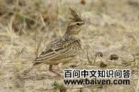 塞氏凤头百灵 塞氏凤头百灵的图片