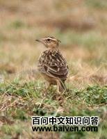 ���Ϸ�ͷ����