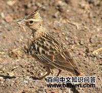 ���Ϸ�ͷ����