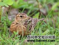 ���Ϸ�ͷ����