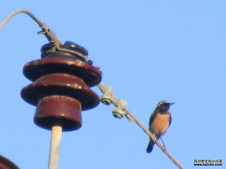 ����·˹�S��ͼƬ