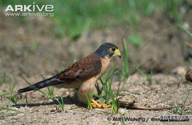 ���������ͼƬ