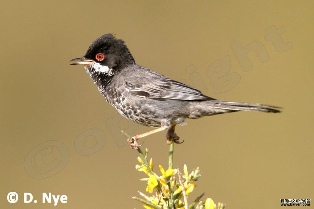 ����·˹��ݺ��ͼƬ