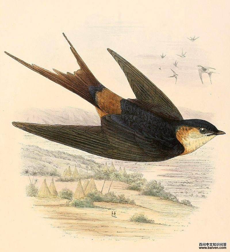 ���ڼӶ����ͼƬ