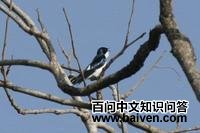 ���ڼӶ���