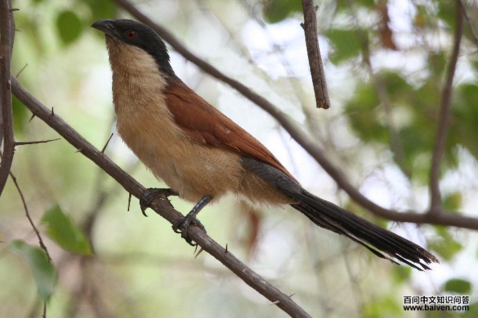 ���ڼӶ�ѻ���ͼƬ