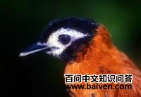 白脸蚁鸟 白脸蚁鸟的图片