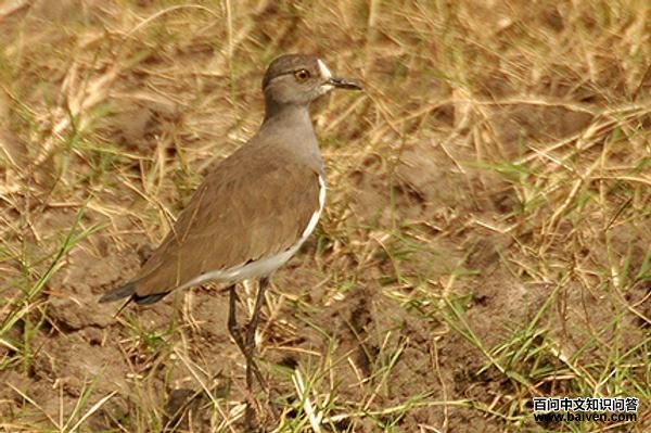 塞内加尔麦鸡 塞内加尔麦鸡的图片
