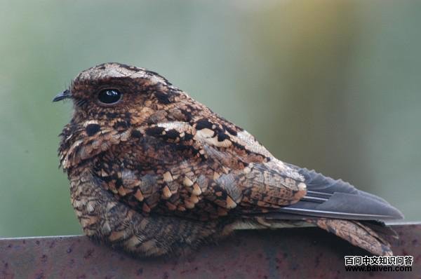 ����ҹӥ��ͼƬ