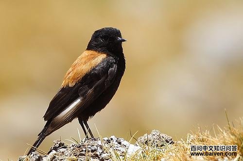 萨氏小霸鹟 萨氏小霸鹟的图片