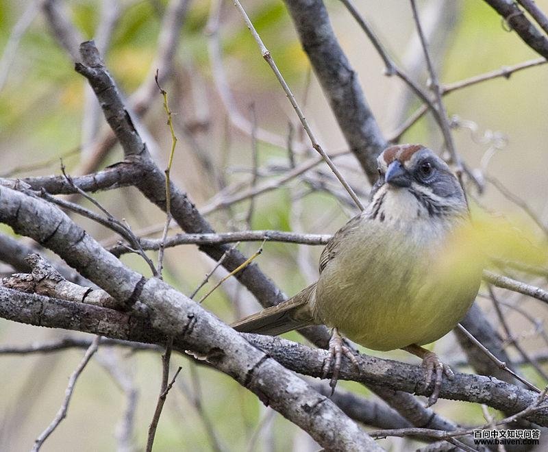 萨帕塔鹀 萨帕塔鹀的图片
