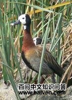 ������Ѽ