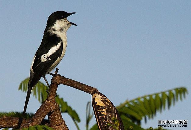 萨摩亚鸣鹃鵙 萨摩亚鸣鹃鵙的图片