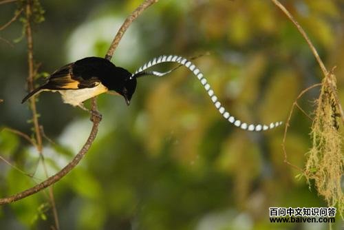 ����ɭ����������Tim Laman