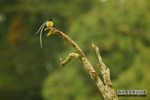 ����ɭ����������Tim Laman