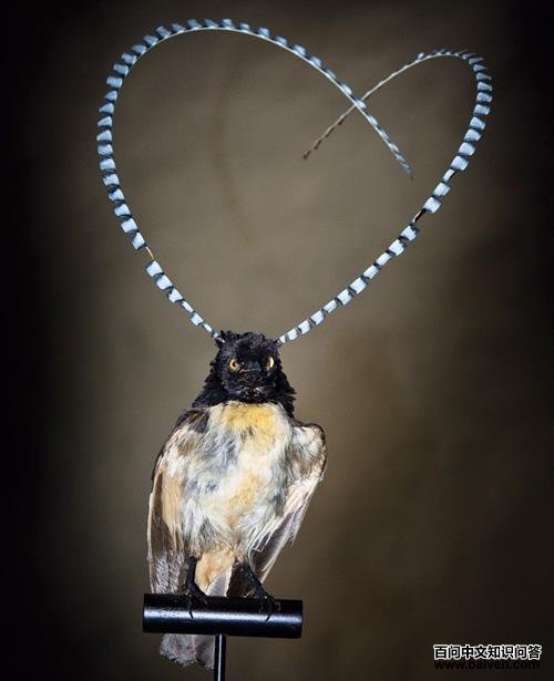 ����ɭ������걾����Ƭ����Carl Bento/�Ĵ����ǲ����