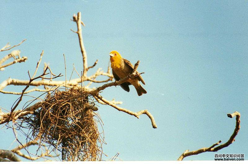 ����֯ȸ��ͼƬ