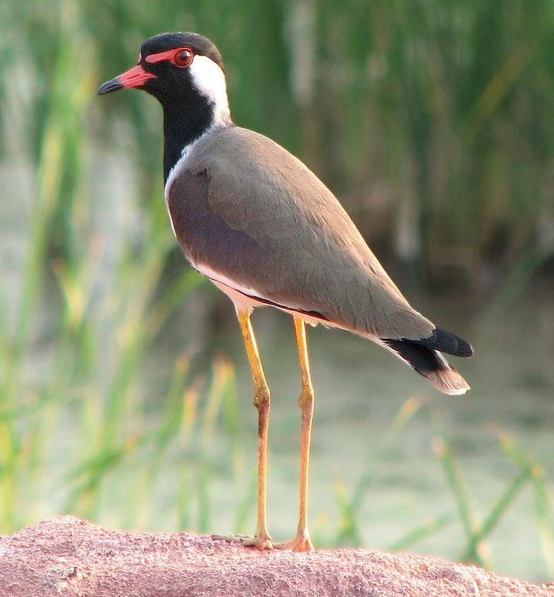 肉垂麦鸡 肉垂麦鸡的图片