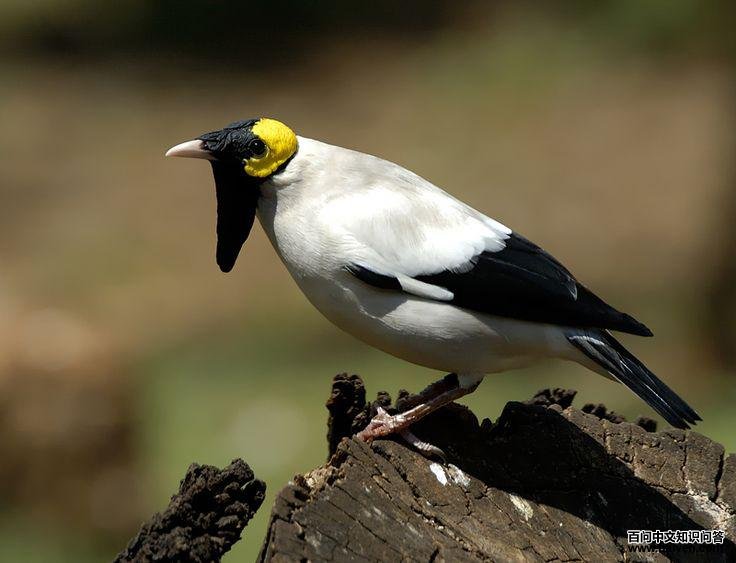 �ⴹ����ͼƬ