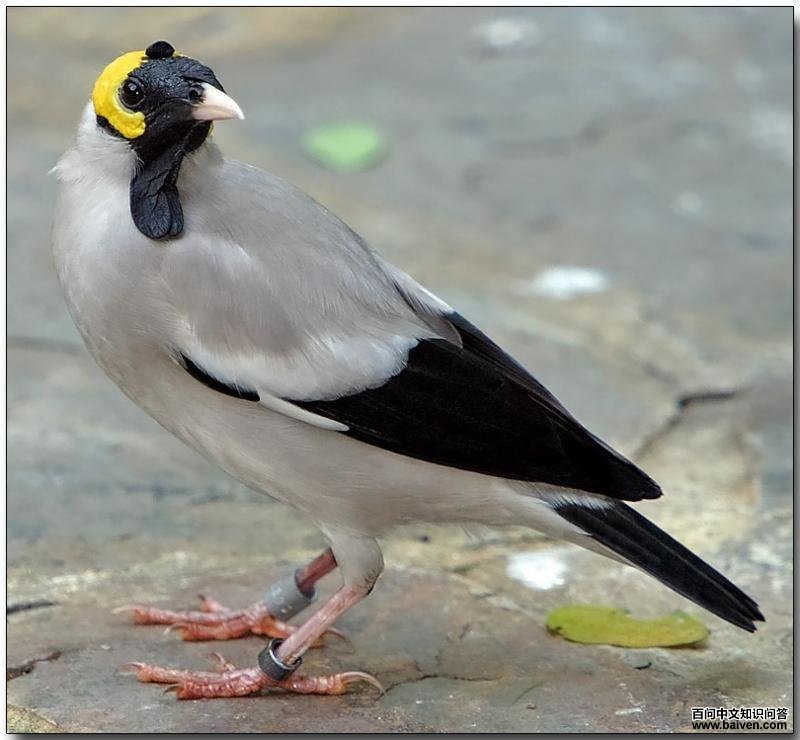 �ⴹ�������ֳ��