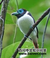 �ⴹ������