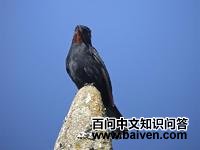 ����ڰ��l