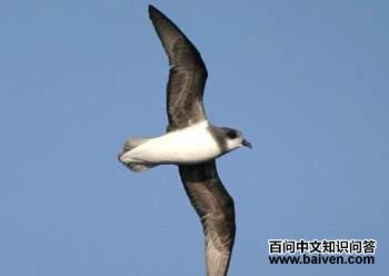 ����Բβ��