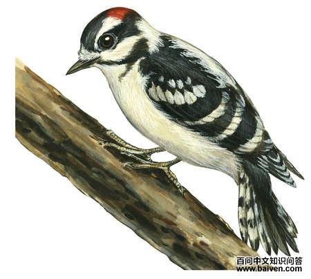 ����ľ����̬����ͼ