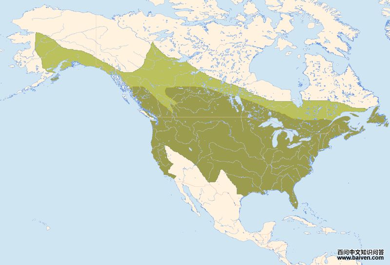 ����ľ�񣺵����ֲ�ͼ