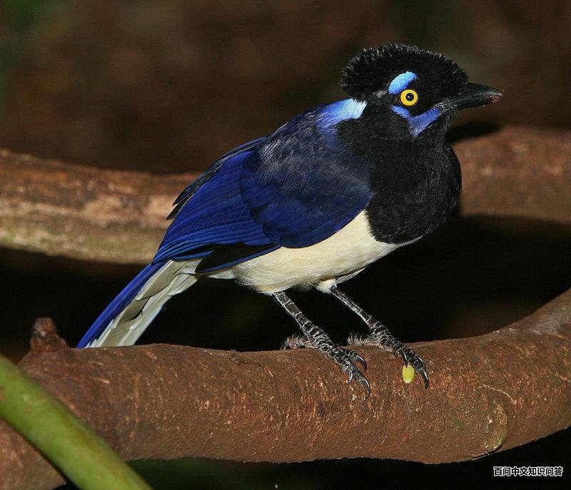 �޹���ѻ��ͼƬ