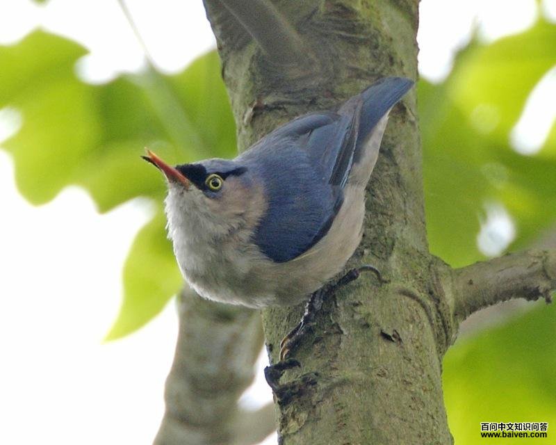 绒额鳾 绒额鳾的图片
