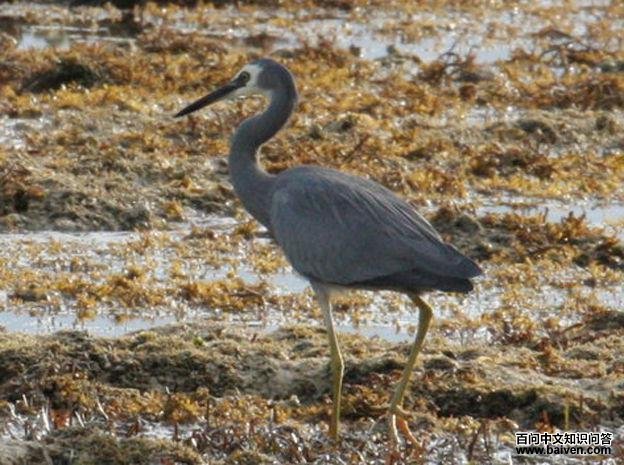 白脸鹭 白脸鹭的图片